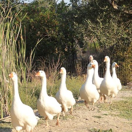 Aroggia Farm Villa Xanthátesz Kültér fotó