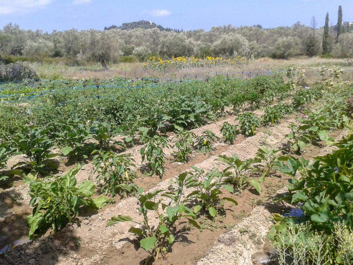 Aroggia Farm Villa Xanthátesz Kültér fotó